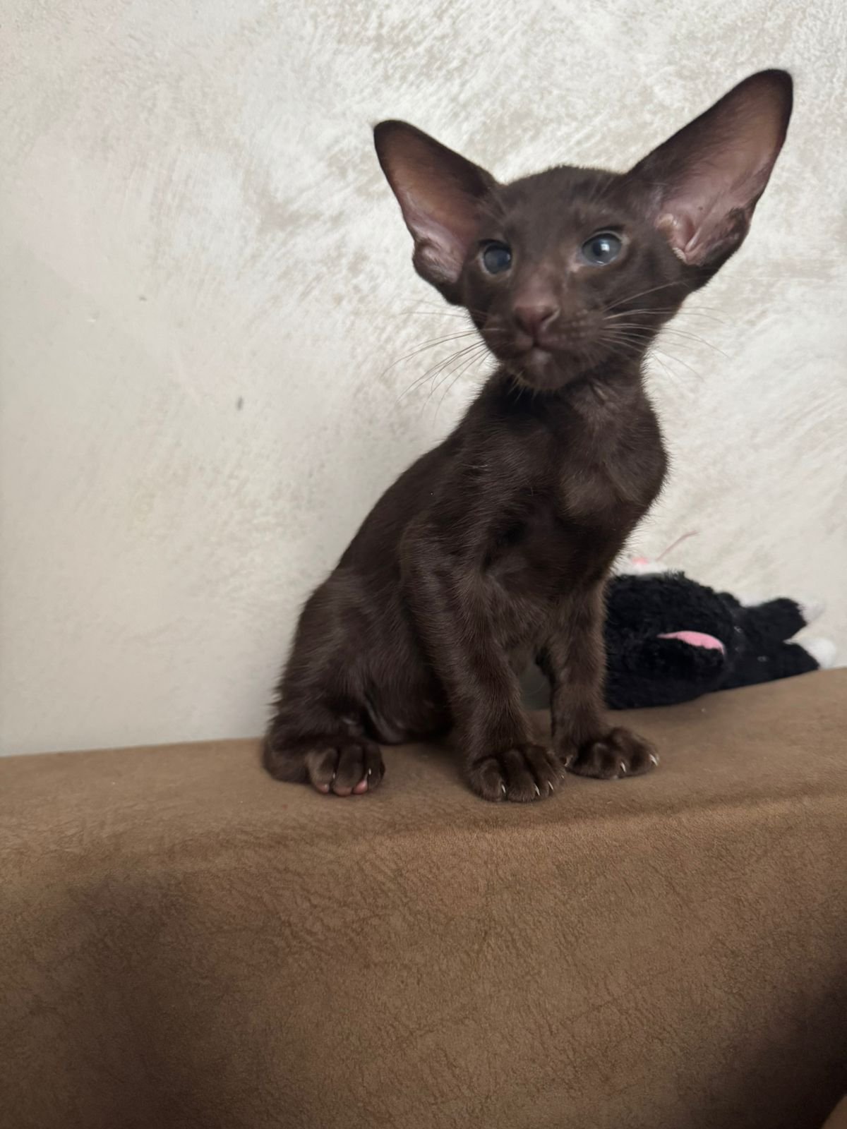 ORI B1 Female Oriental Shorthair