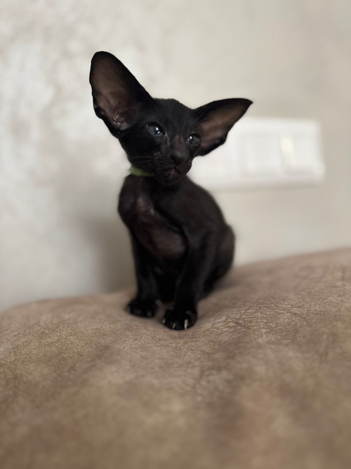 ORI B2 Black Male Oriental Shorthair