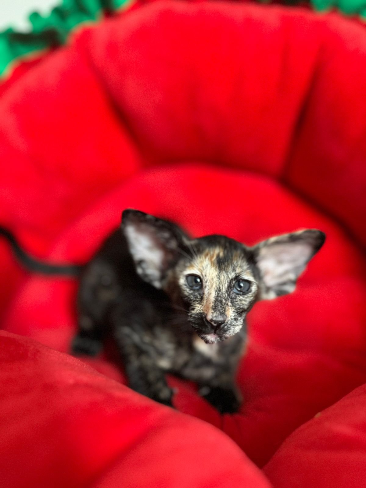 ORI B3 Premium Oriental Shorthair