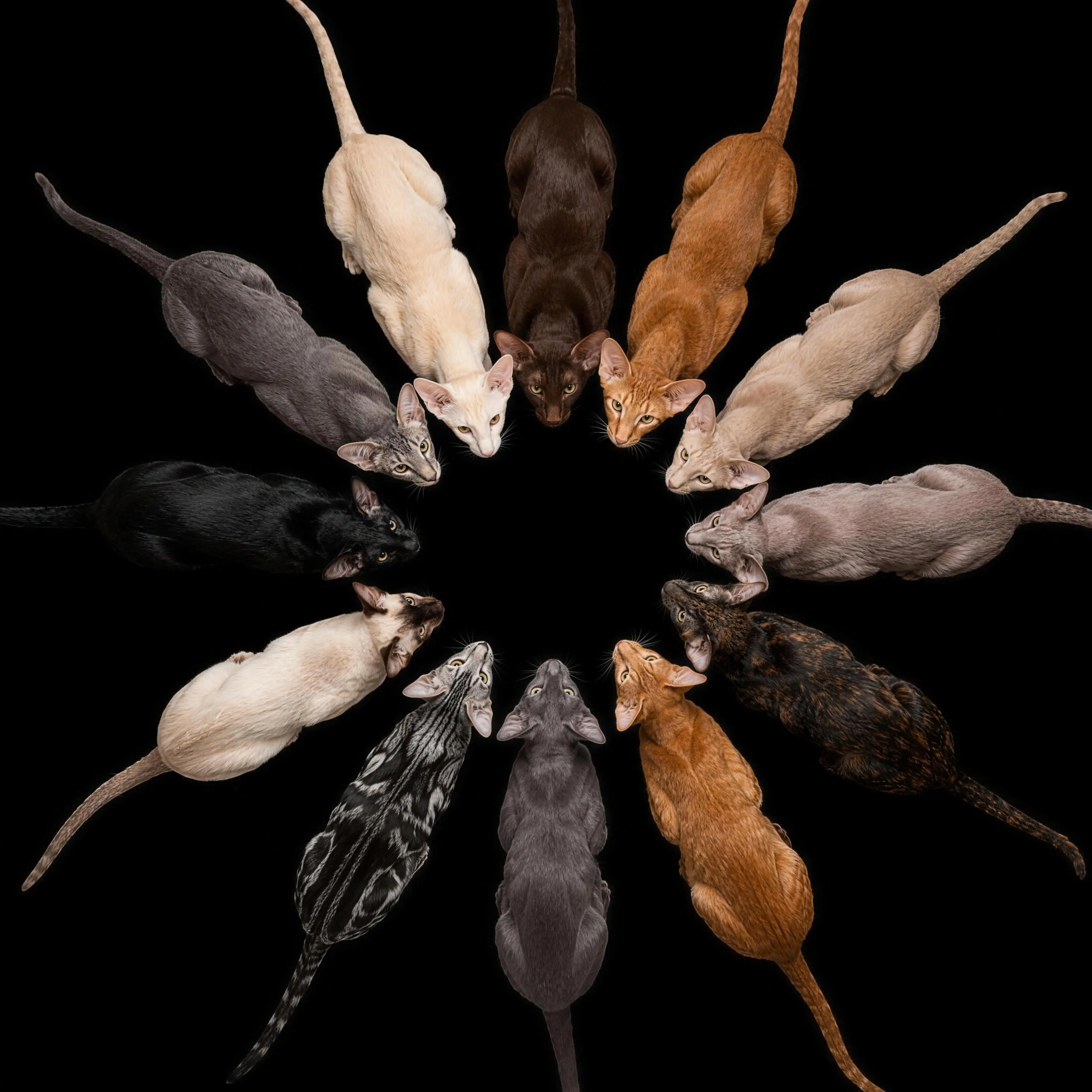 Oriental Shorthair colors — 281 recognized colors radiating in a circle, Royal Oriental Cattery